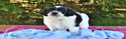 Portuguese Water Dog dogs for sale: Glory - Ad 10