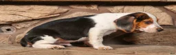 Beagle dogs for sale: Dillard🐾 - Ad 15