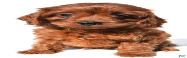 Teddy