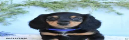Miniature Dachshund dogs for sale: Kenny - Ad 3
