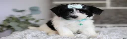 Maltipoo dogs for sale: Izzy - Ad 1
