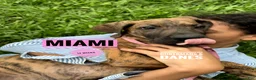 Great Dane dogs for sale: Miami - Ad 15