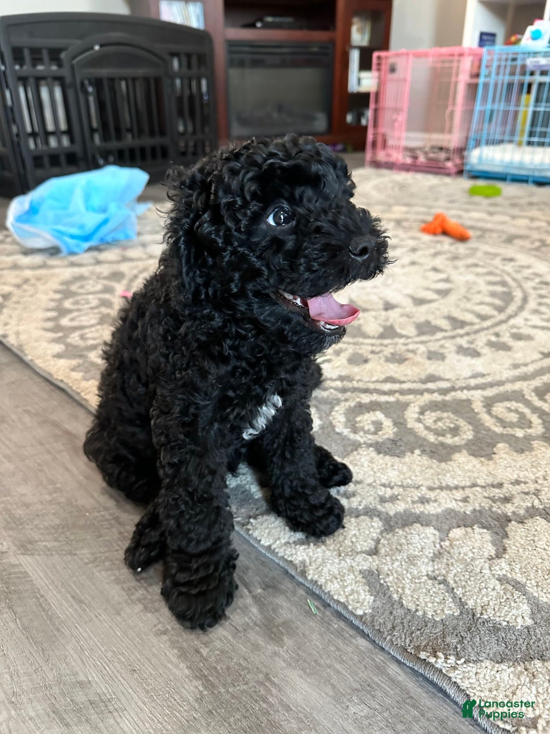 Gallery Image {{count}}