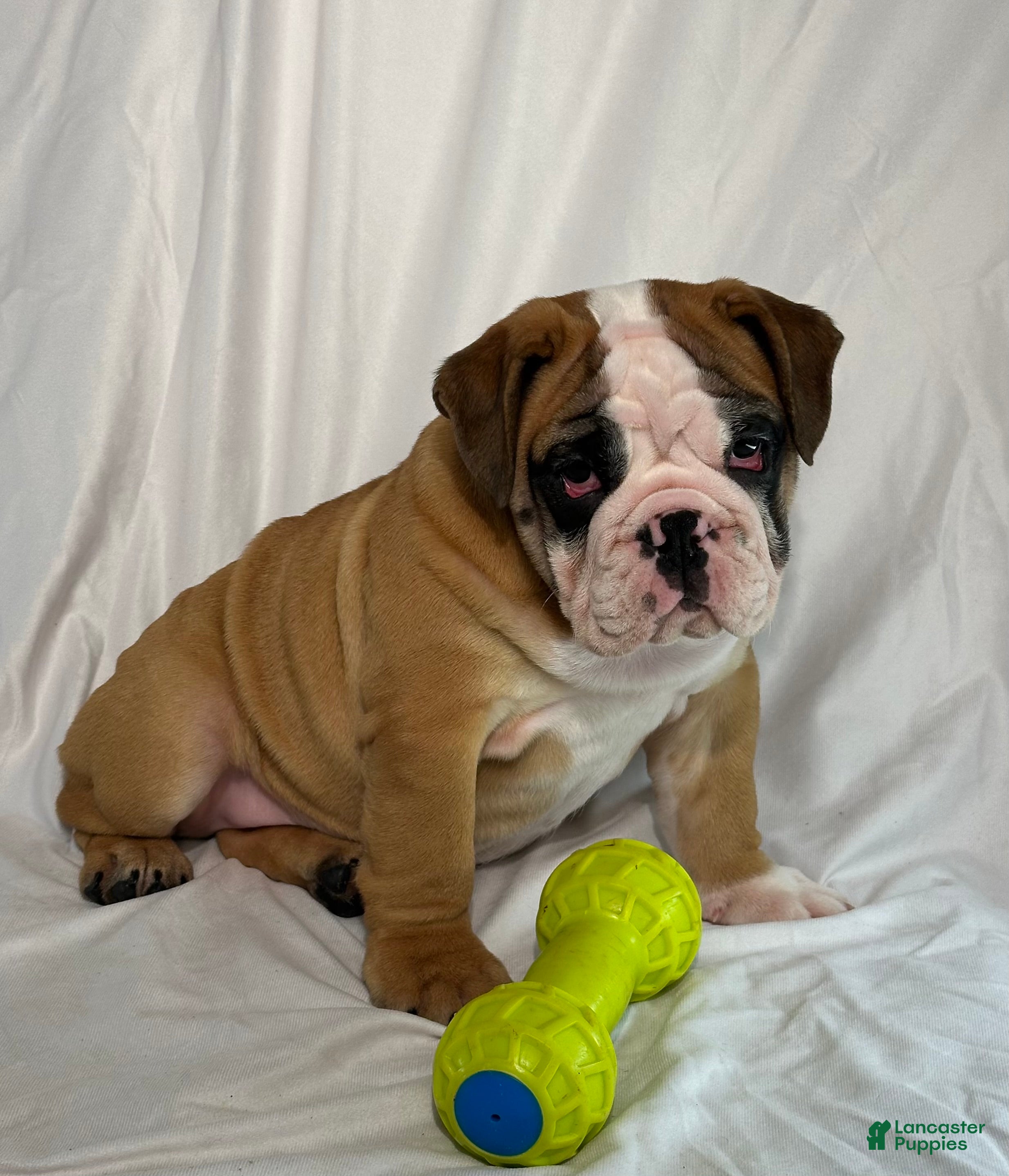 English Bulldog dogs Rosie - Ad 2