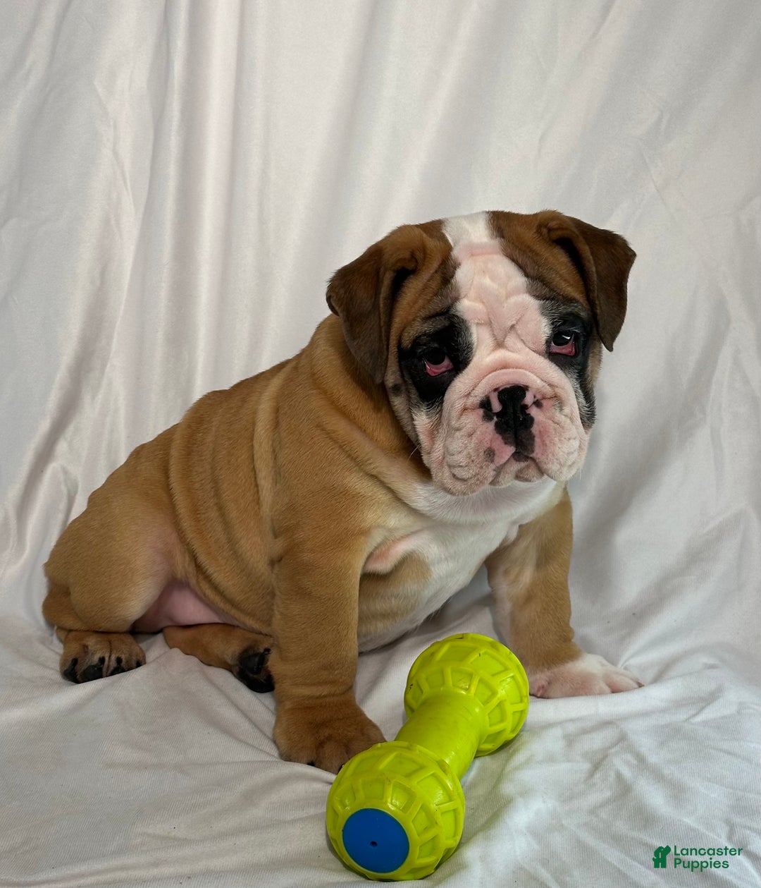 English Bulldog dogs for sale: Rosie - Ad 2