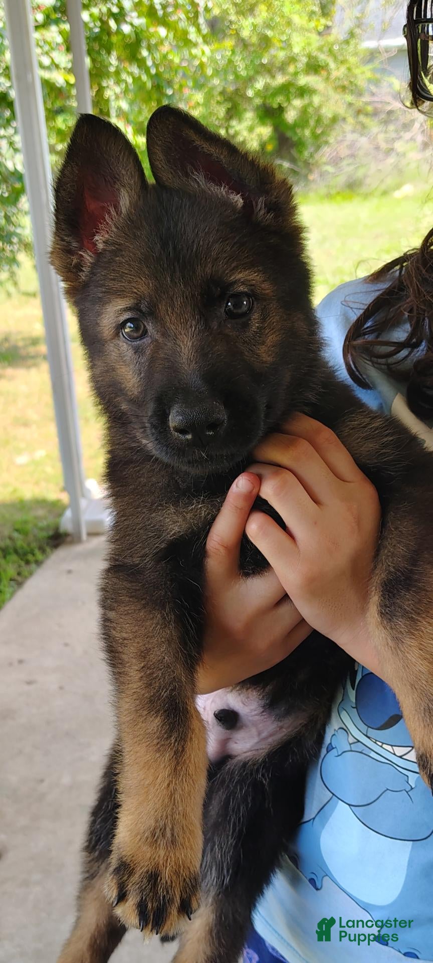 German Shepherd dogs for sale: Moose  - Ad 4