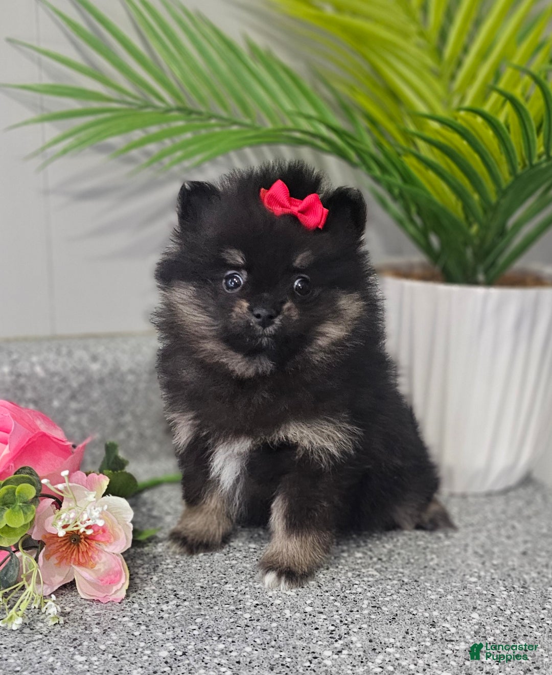 Pomeranian dogs for sale: Jazzy  - Ad 7