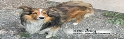 Shetland Sheepdog dogs for sale: Tangerine - Ad 6