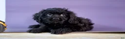 Cavapoo dogs for sale: Chocolate  - Ad 3