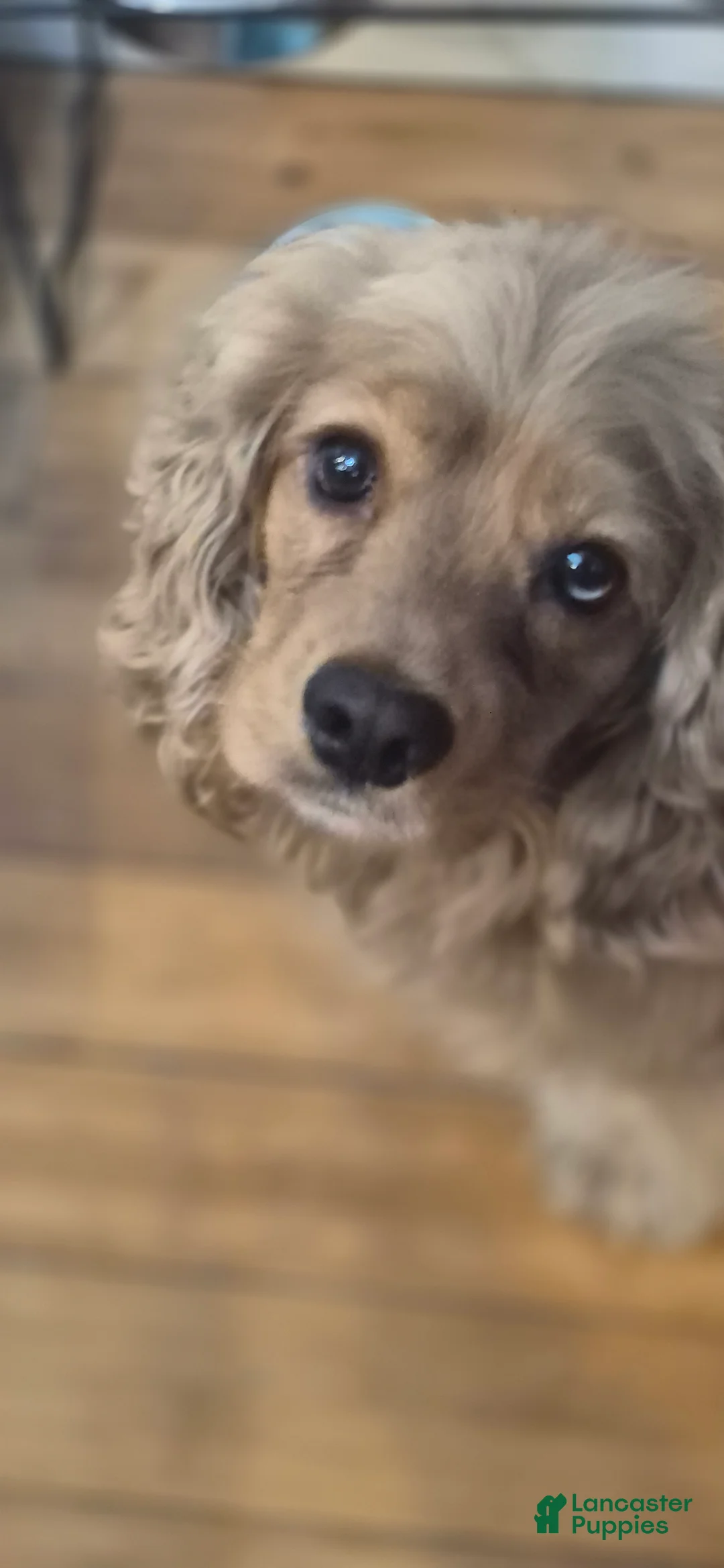 Mixed Breed dogs for sale: Charlie  - Ad 9