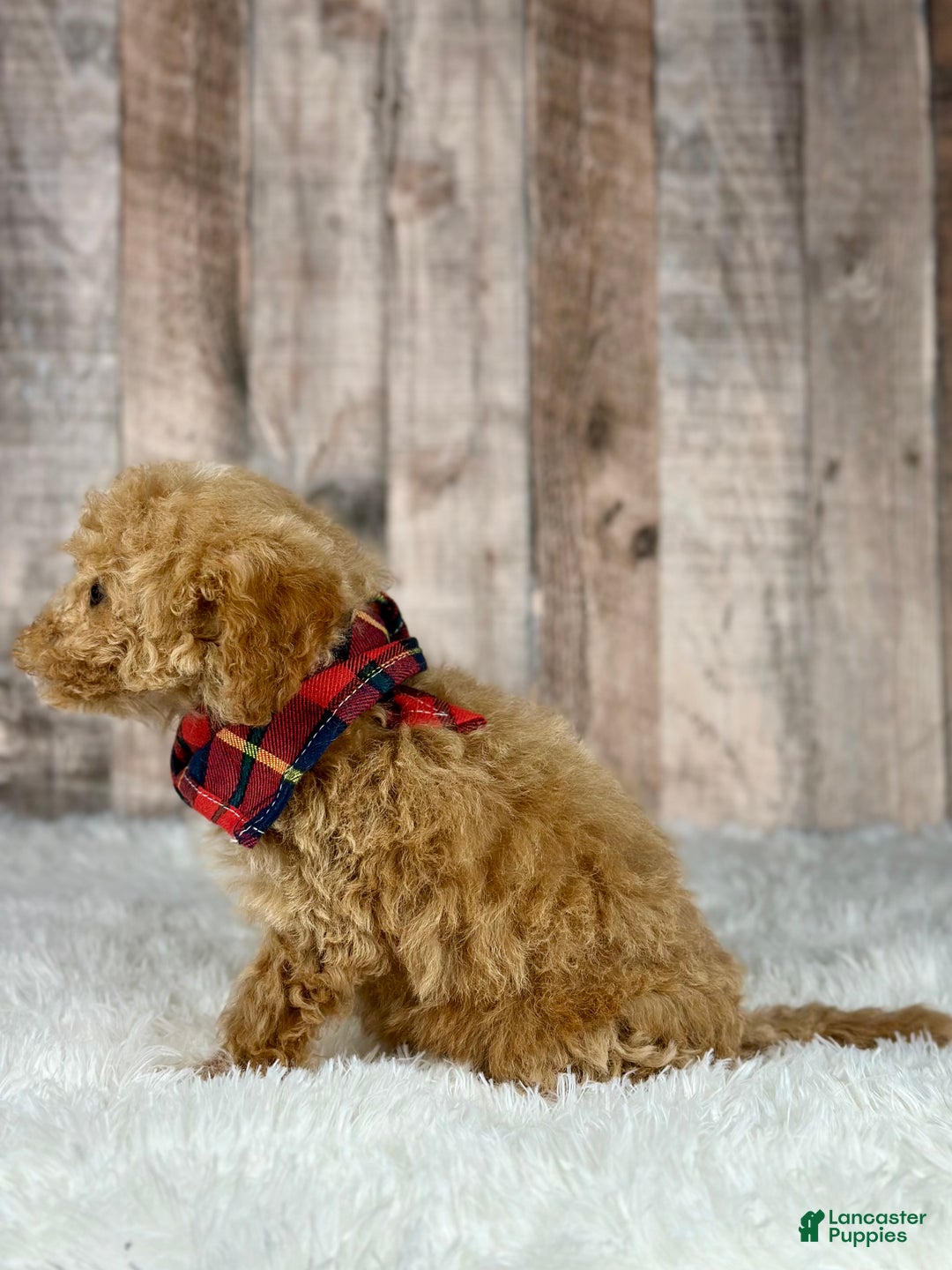 Bichpoo dogs for sale: Boy Jasper - 8341 - Ad 2