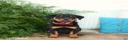 Rottweiler dogs for sale: Aspen - Ad 4