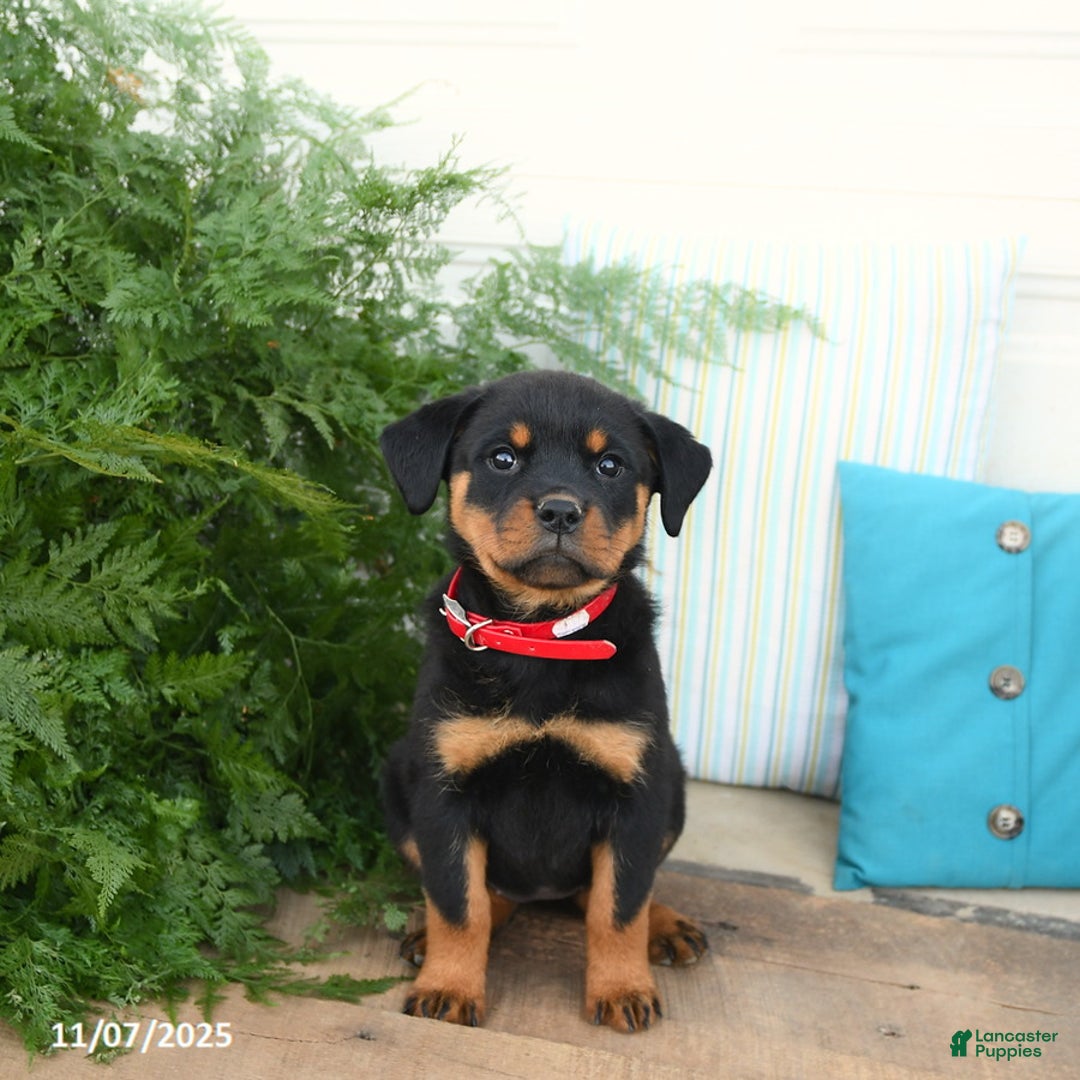 Rottweiler dogs for sale: Aspen - Ad 4
