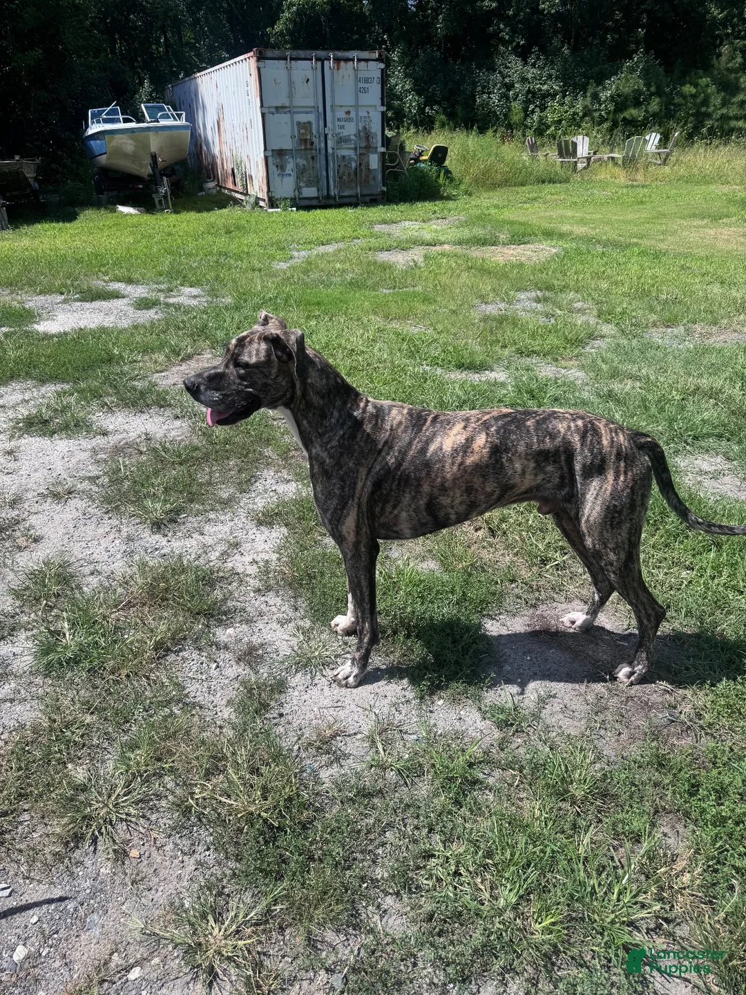 Great Dane dogs for sale: Great Dane 6 (Tiny)  - Ad 5