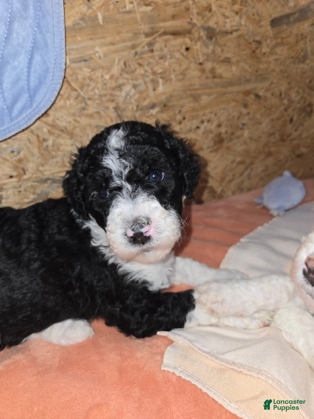 Mixed Breed dogs for sale: Asher - Ad 4