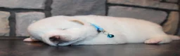 Akita dogs for sale: AKC Ice - Ad 9