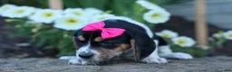 Beagle dogs for sale: Cora 💖 - Ad 3