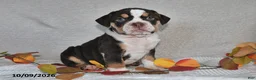Beabull dogs for sale: Rambo - Ad 3