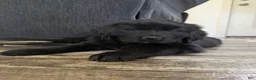 Newfoundland dogs for sale: Halo - Ad 5