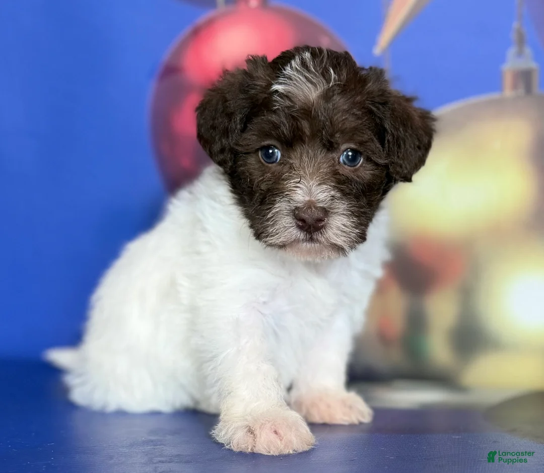 Schnoodle dogs for sale: Brandy - Ad 4