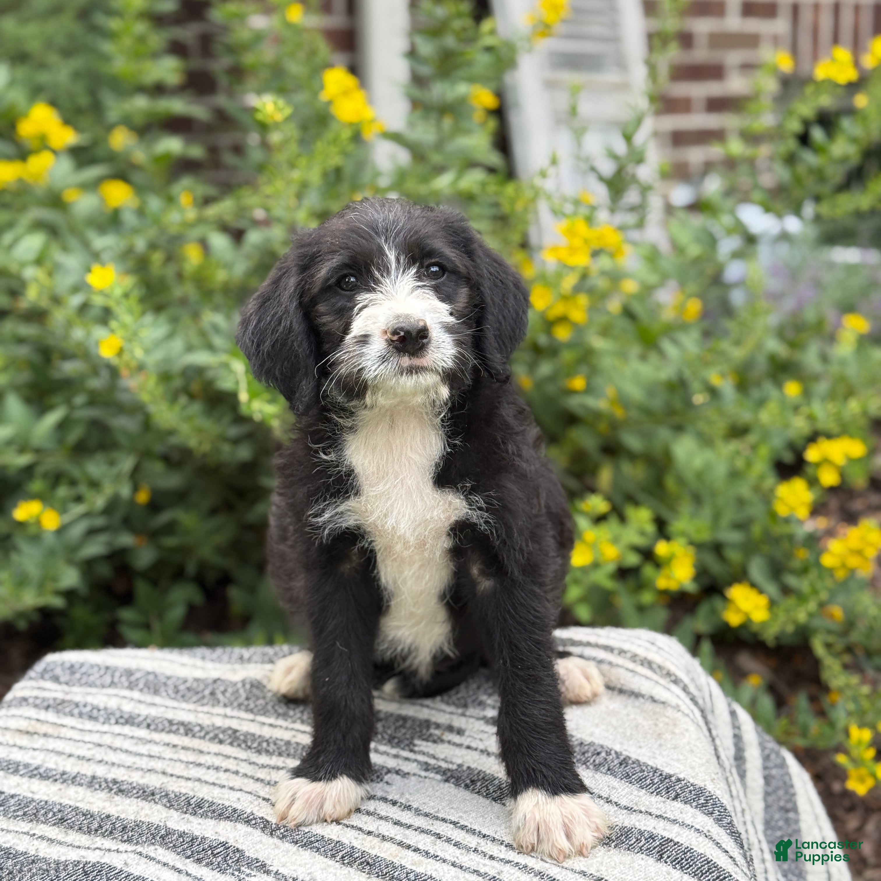 Mixed Breed dogs Gertie - Ad 1