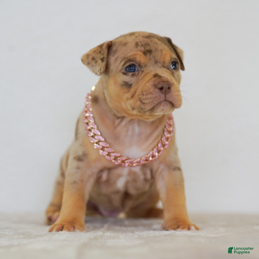 American Bully dogs American Bully 3 - Ad 2