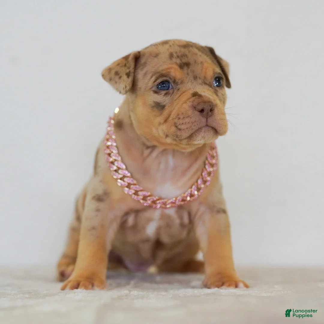 American Bully dogs for sale: American Bully 3 - Ad 2