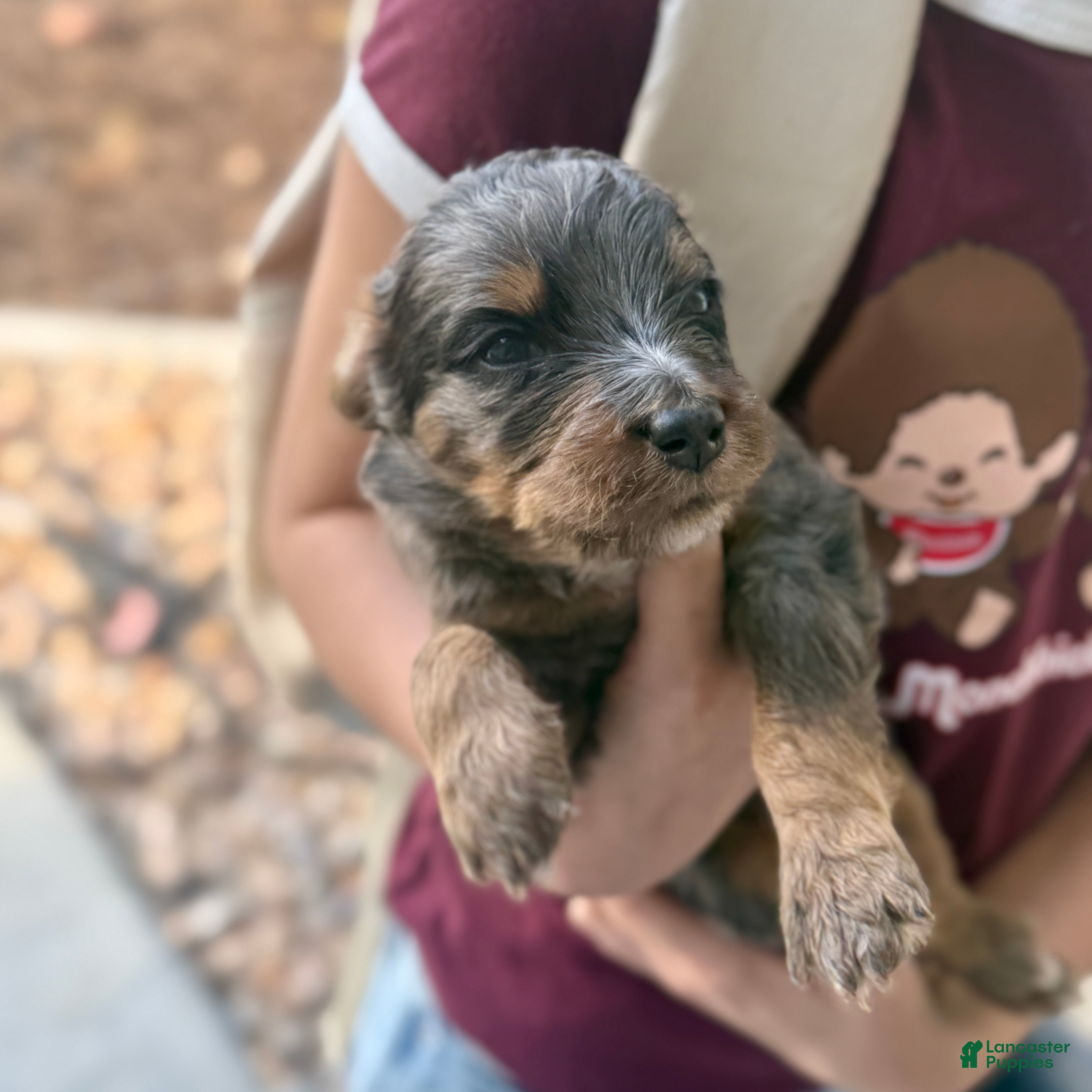 Bernedoodle dogs Freddie - Ad 2