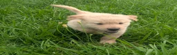 Golden Retriever dogs for sale: Leo - Ad 3