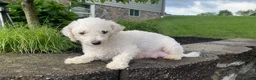 Bichon Frise dogs for sale: AKC-Mya - Ad 8