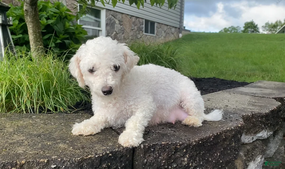 Bichon Frise dogs for sale: AKC-Mya - Ad 8