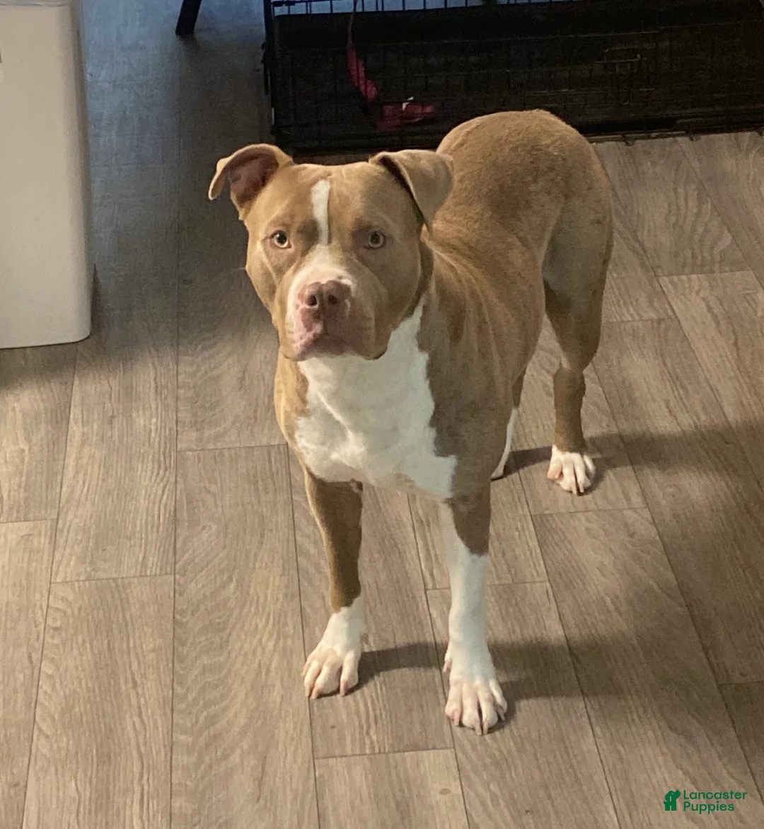 American Pit Bull Terrier dogs for sale: American Pit Bull Terrier 3 - Ad 2