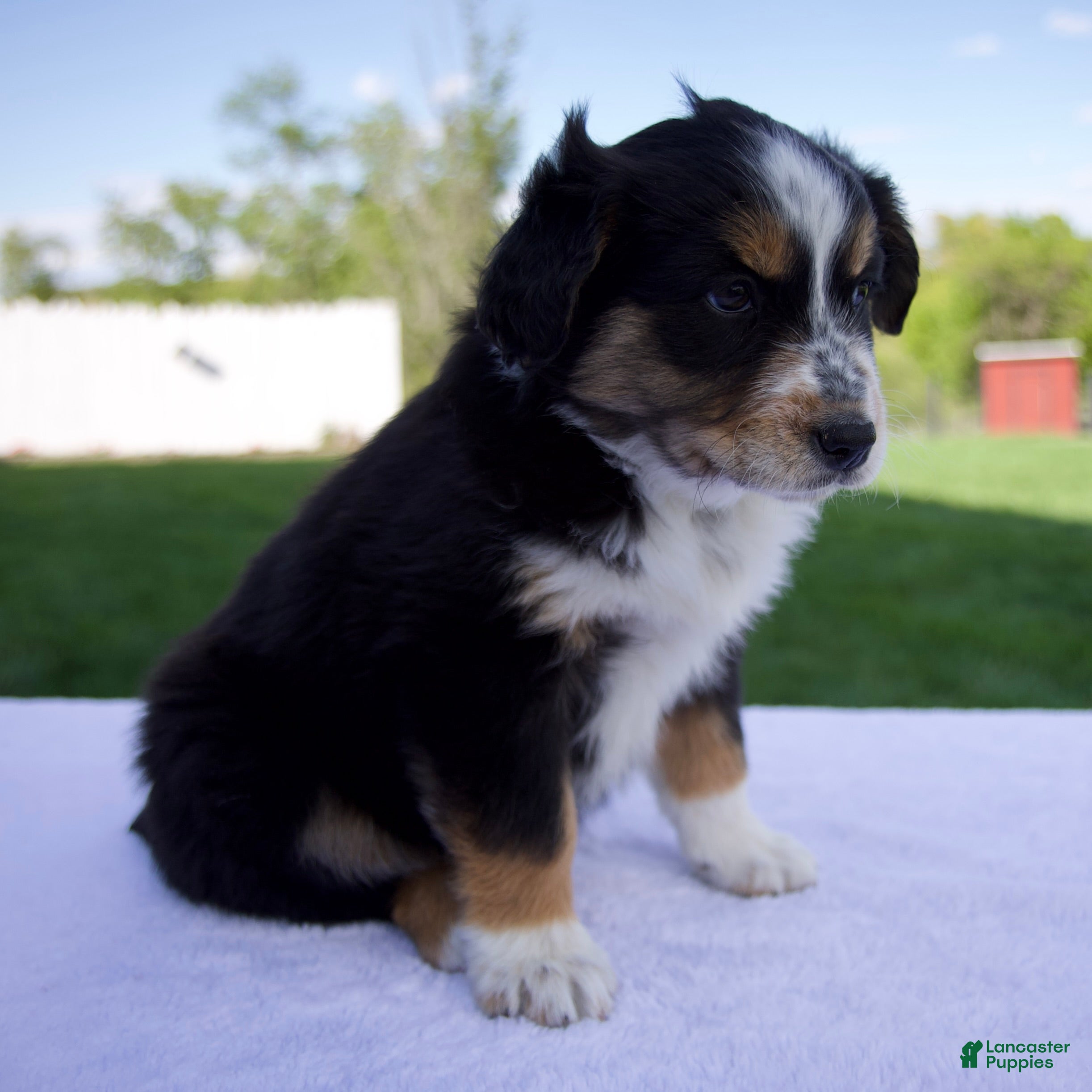 Australian Shepherd dogs Poppy - Ad 2