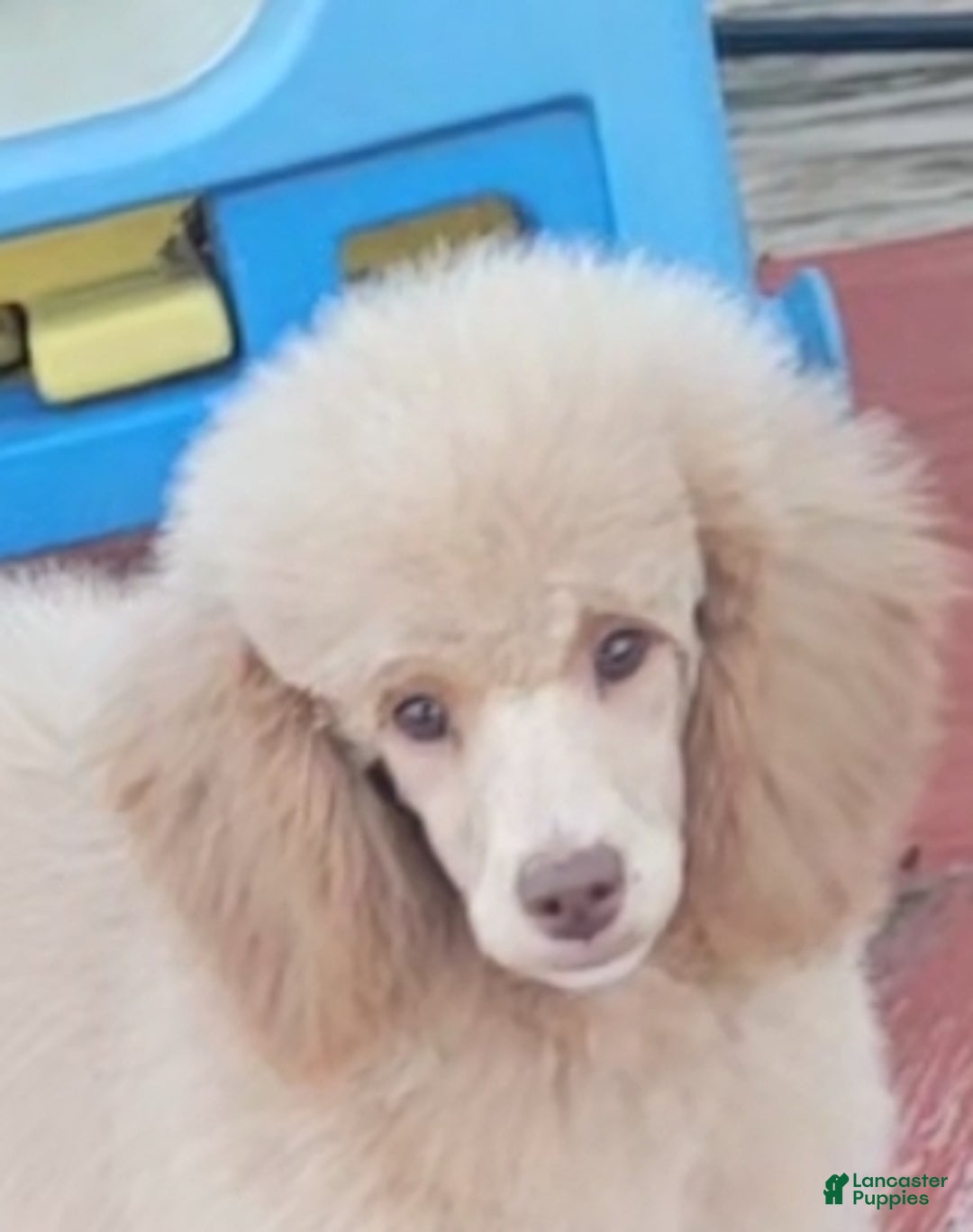 Miniature Poodle dogs for sale: Rusty moyen poodle  - Ad 1