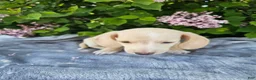 Dachshund dogs for sale: Dexter - Ad 4