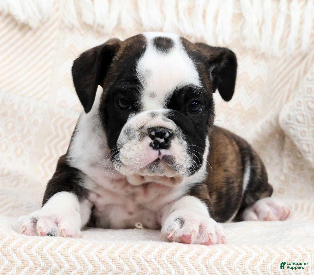 English Bulldog dogs Maxx - Ad 1
