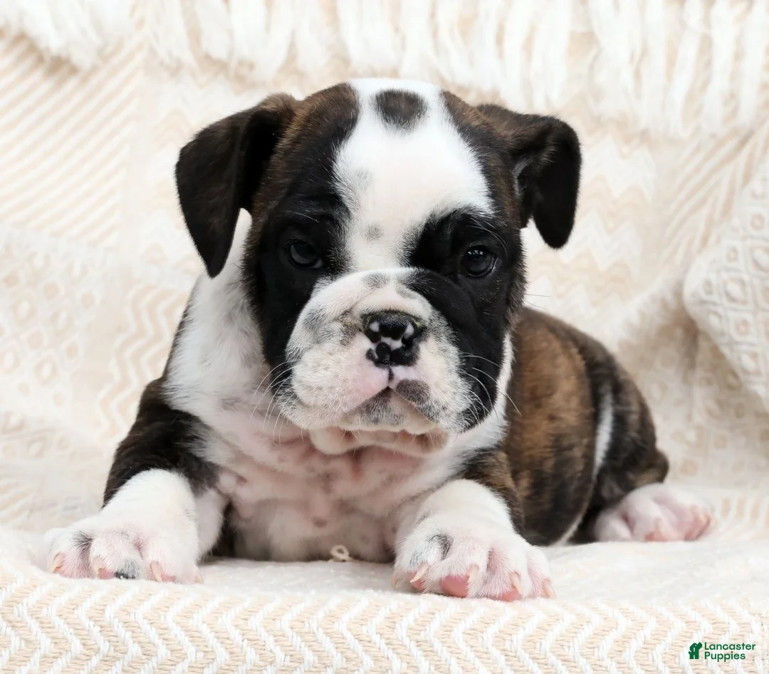 English Bulldog dogs for sale: Maxx - Ad 1