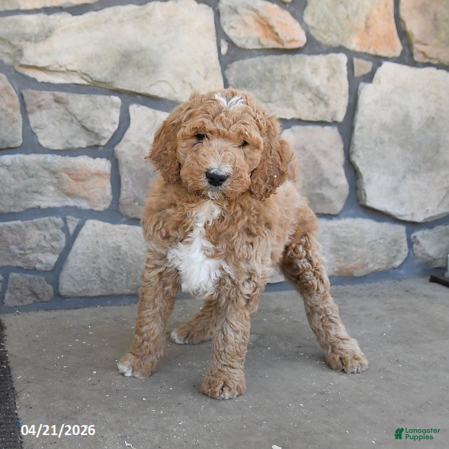 Labradoodle dogs Moonbeam - Ad 1