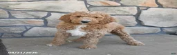 Labradoodle dogs for sale: Moonbeam - Ad 1