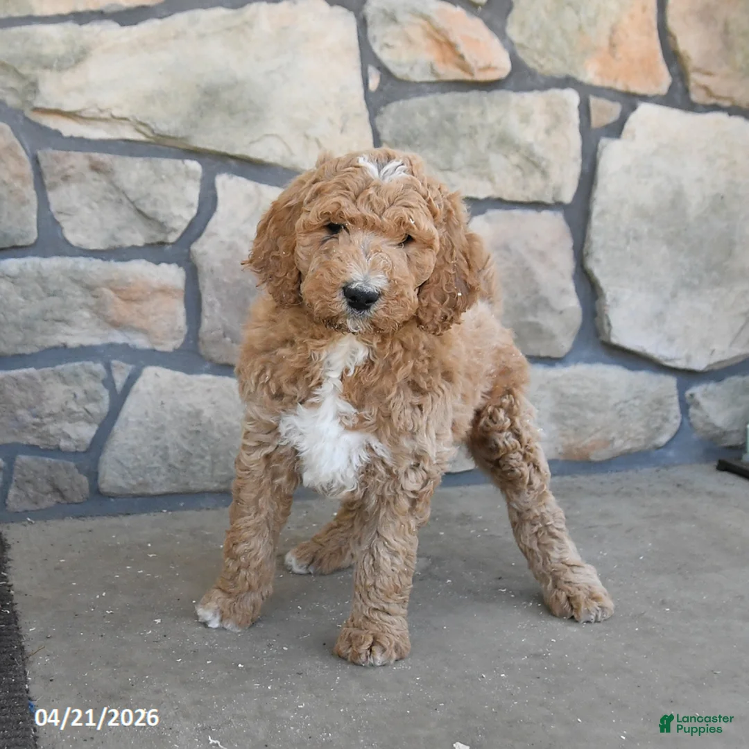 Labradoodle dogs for sale: Moonbeam - Ad 1