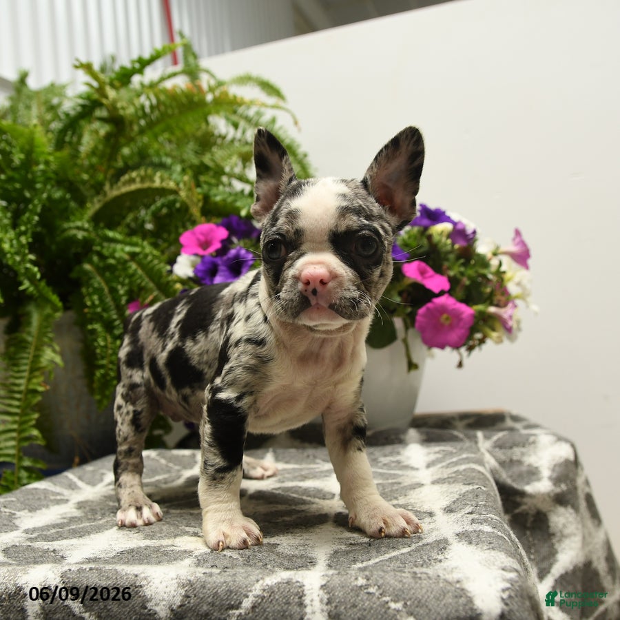 Boston Terrier dogs Gretchen - Ad 2