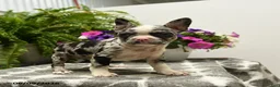 Boston Terrier dogs for sale: Gretchen - Ad 2