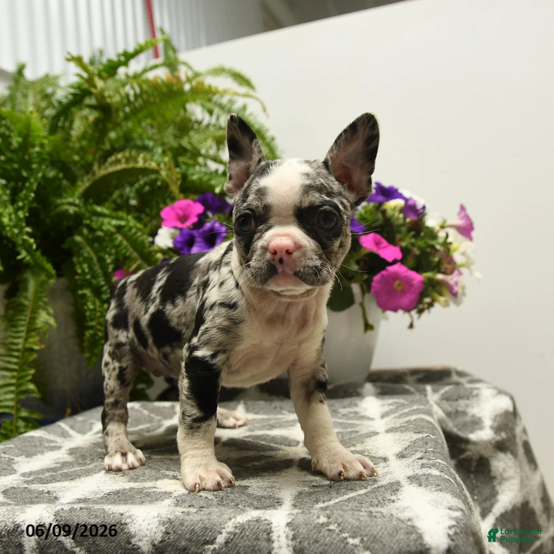 Boston Terrier dogs for sale: Gretchen - Ad 2