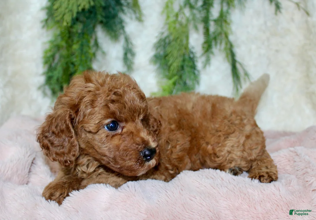 Cavapoo dogs for sale: Cavapoo 5 - Ad 3