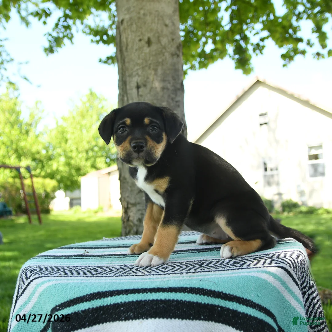 Mixed Breed dogs for sale: Zoey - Ad 3