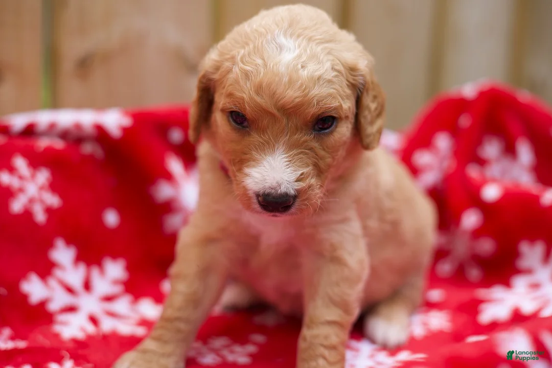Goldendoodle dogs for sale:  Bobby - Ad 13