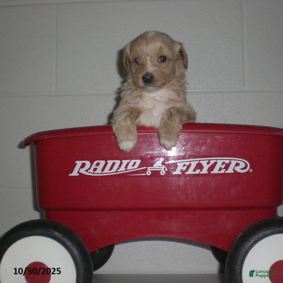 Yorkiepoo dogs for sale: Amber - Ad 14