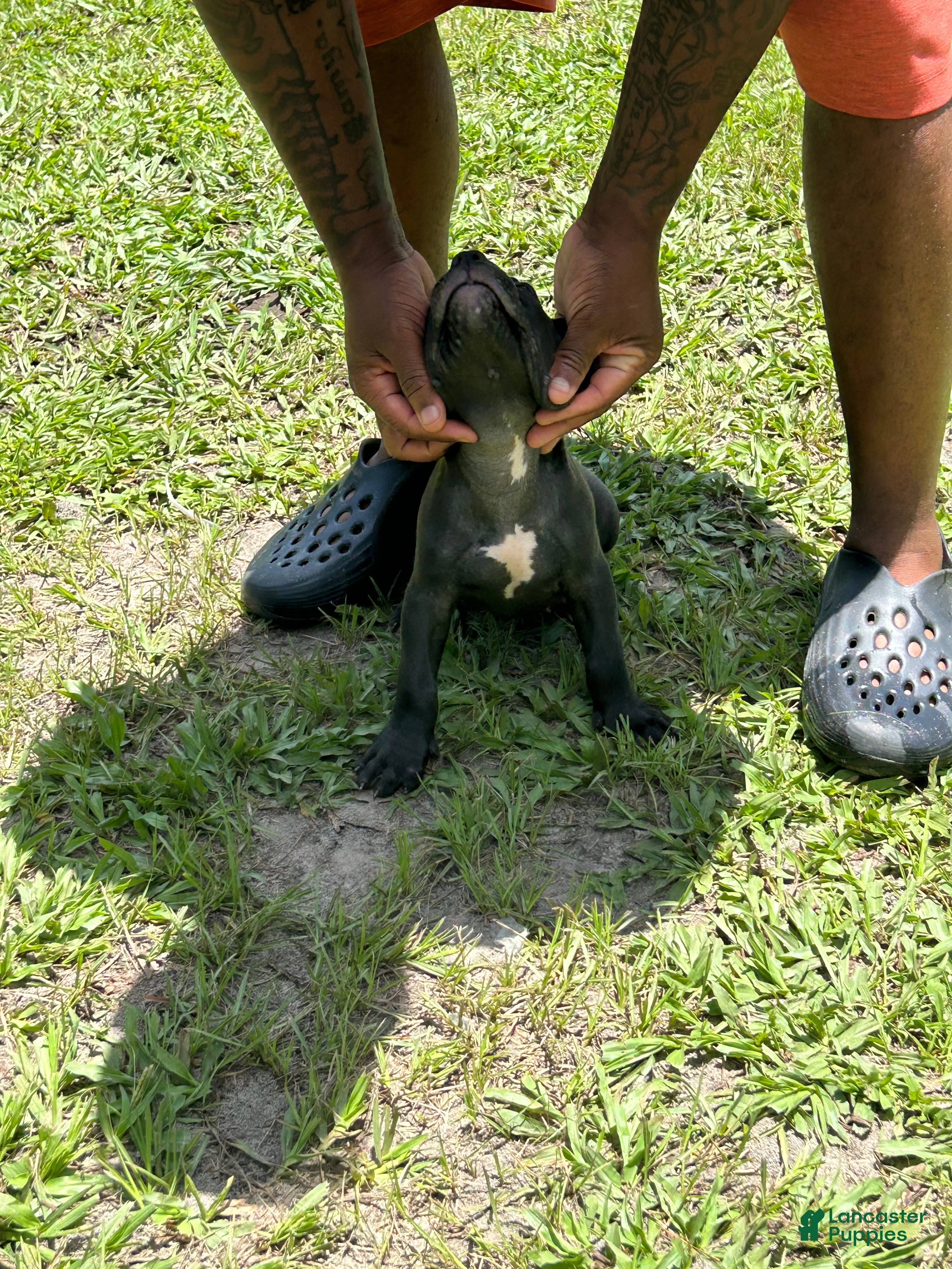 American Pit Bull Terrier dogs American Pit Bull Terrier 3 - Ad 9