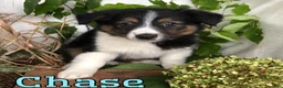 Mixed Breed dogs for sale: Mixed Breed 3 - Ad 3
