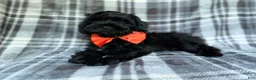 Shihpoo dogs for sale: Zander - Ad 3